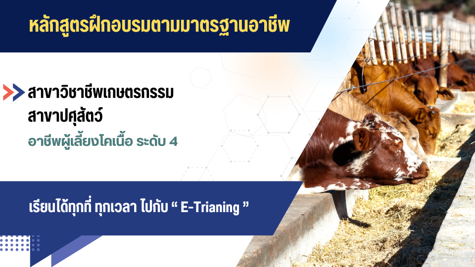 สาขาวิชาชีพเกษตรกรรม สาขาปศุสัตว์ อาชีพผู้เลี้ยงโคเนื้อ ระดับ 4